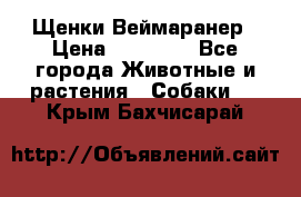 Щенки Веймаранер › Цена ­ 40 000 - Все города Животные и растения » Собаки   . Крым,Бахчисарай